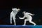 Neat trick of one of athletes on championship of world in fencing