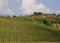 Neat Tuscany vineyard