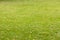 A neat well-groomed green lawn with crumbling yellow leaves. The Foliage season of early autumn.