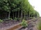 Neatly arranged mangrove forest