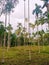 neatly arranged pine trees in the field