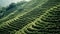 Neatly arranged rows of trees adorn a picturesque hillside landscape