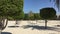 Neatly cutting trees in circle shape on empty sandy beach at summer morning