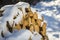 Neatly piled stack of chopped dry trunks wood covered with snow outdoors on bright cold winter sunny day, abstract background,