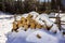 Neatly piled stack of chopped dry trunks wood covered with snow outdoors on bright cold winter sunny day, abstract background,