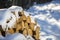 Neatly piled stack of chopped dry trunks wood covered with snow outdoors on bright cold winter sunny day, abstract background,