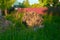 The neatly woodpile made of sawn tree trunks among the grass in the rays of the rising sun, near a metal tinted fence