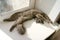 Nebelung cat is lazily stretching on the windowsill in the sun