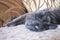 Nebelung cat is lying on the fleece blanket slyly staring at you.