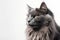 Nebelung Cat On White Background With Copy Space. Generative AI