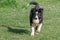 Neborn baby puppy border collie