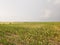 Nebraska cornfield