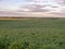Nebraska Soybean fields