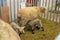 Nebraska State Fair in Grand Island Sheep in pens 2022