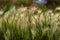 Nebraska weeds close up feather grass in the wind