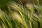 Nebraska weeds close up feather grass in the wind