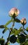 Nebula Roses, fantastic flowers glowing with stars