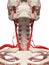 The neck arteries