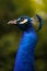 Neck detail of male blue indian peafowl