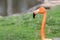 the neck and head of a Caribbean flamingo