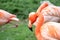 The neck and head of a Caribbean flamingo