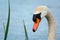 Neck and head of a white mute swan