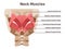 Neck muscles back view. Didactic scheme of anatomy of human muscular