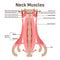 Neck muscles front view. Didactic scheme of anatomy of human muscular