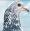 Neck of pigeon wallpaper background images pigeon eyes beautiful