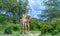 Necking giraffes isolated in the Kruger Park