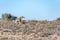 Necking South African giraffes in the arid Kgalagadi