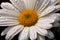 Nectar of a daisy flower in the morning with water drops on petal