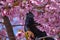 Nectar feeding bird and a blossoming tree