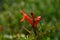 Nectar flowers in background blur