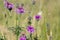 A Nectar Paradise for A Beautiful Marbled White Butterfly