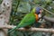 Nectar sucking parrot Loriini