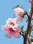 Nectarine Blossoms Against a bright Blue Sky