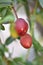 Nectarine Early Sungrand (Prunus persica var. nucipersica) - unripe fruits