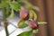 Nectarine Early Sungrand (Prunus persica var. nucipersica) - unripe fruits