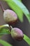 Nectarine Early Sungrand (Prunus persica var. nucipersica) - unripe fruits