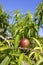 Nectarine peach tree growing in spring blue sky