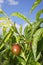 Nectarine peach tree growing in spring blue sky