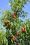 Nectarine tree full of ripe red fruit on a sunny afternoon