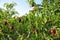 Nectarine tree full of ripe red fruit on a sunny afternoon