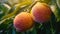 Nectarine Tree with Ripe and Juicy Fruit AI generated