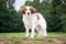 Nederlandse Kooikerhondje, Holland duck hunting spaniel portrait