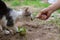 they need your help! person feeds a homeless cat with fish, take care