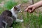 they need your help! person feeds a homeless cat with fish, take care