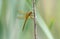 Needham`s Skimmer dragonfly