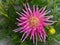 Needle bright pink dahlia blooms.